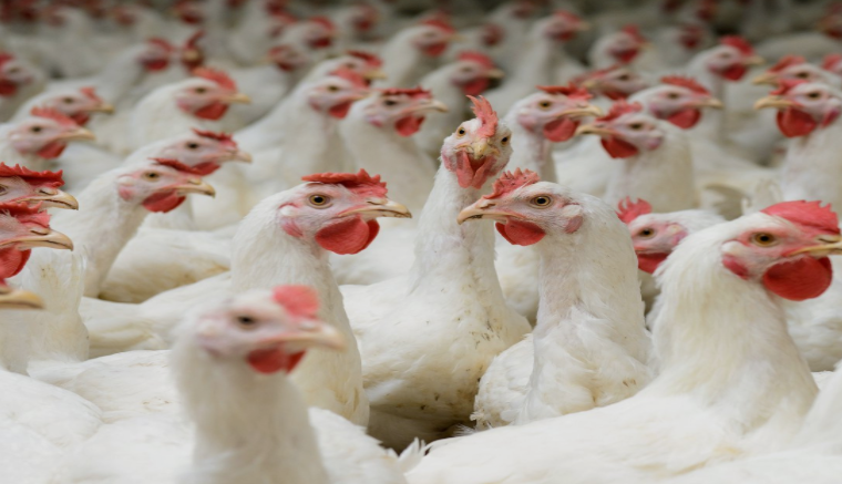 Penelitian Terbaru, Tanaman Berikut Bisa Jadi Alternatif Obat Cacing Unggas