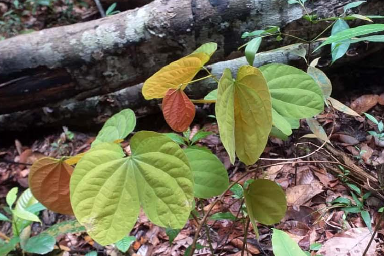 Peneliti IPB University Temukan Potensi Kangkang Katup Asal Lingga sebagai Antidiabetes dan Antioksidan