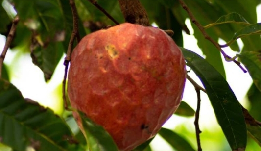 Unik! Di Sumbawa Tumbuh Buah Nona, Kembaran Srikaya yang Kaya Manfaat