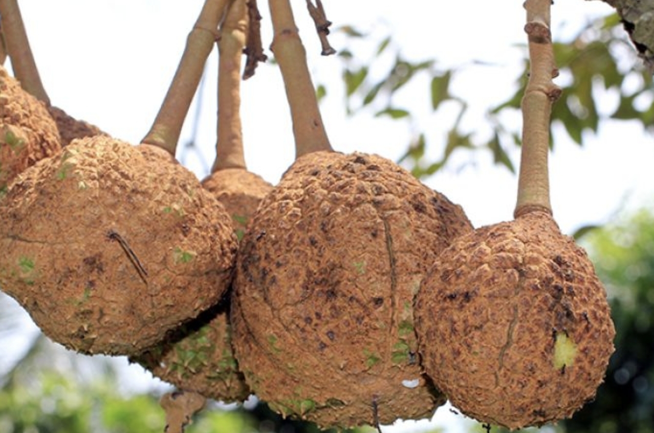 Durian Gundul Asal Lombok, Mampu Hasilkan Buah hingga 400 Kg Tiap Pohonnya