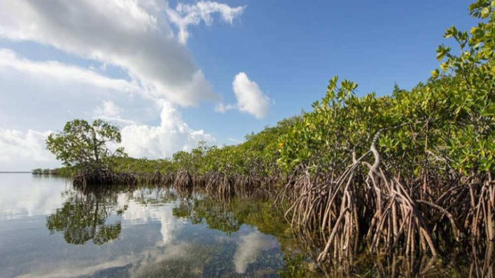 1.000 Pohon Mangrove Ditanam di Lombok, Jaga Keseimbangan Ekosistem Laut