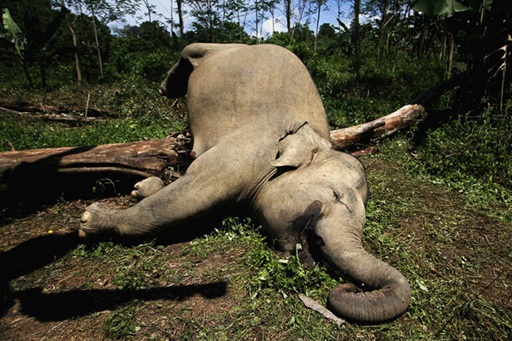 Marak Kematian Gajah Sumatera, Perburuan Satwa Liar Rendahkan Martabat Indonesia