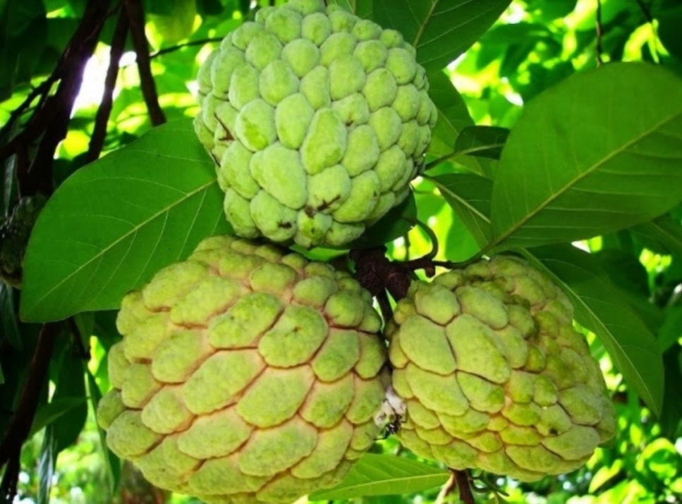 Mengenal Srikaya Garoso, Buah Eksotis Asal Bima Sekali Panen Bisa 30 Kg Tiap Pohon