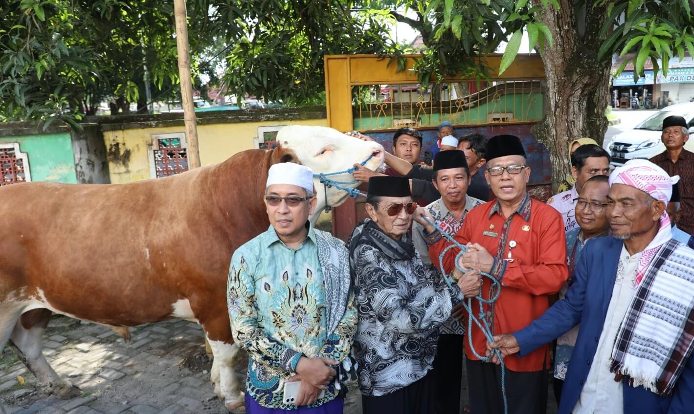 Jelang Idul Adha, Pemkab Lombok Tengah Terima 2 Sapi dari Presiden Prabowo! Berat Lebih dari 1 Ton