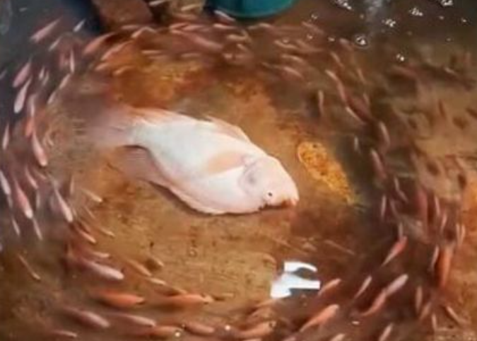 Hewan Memutari Objek Bukan Mistis, Ini Penjelasan Ahli Secara Ilmiah