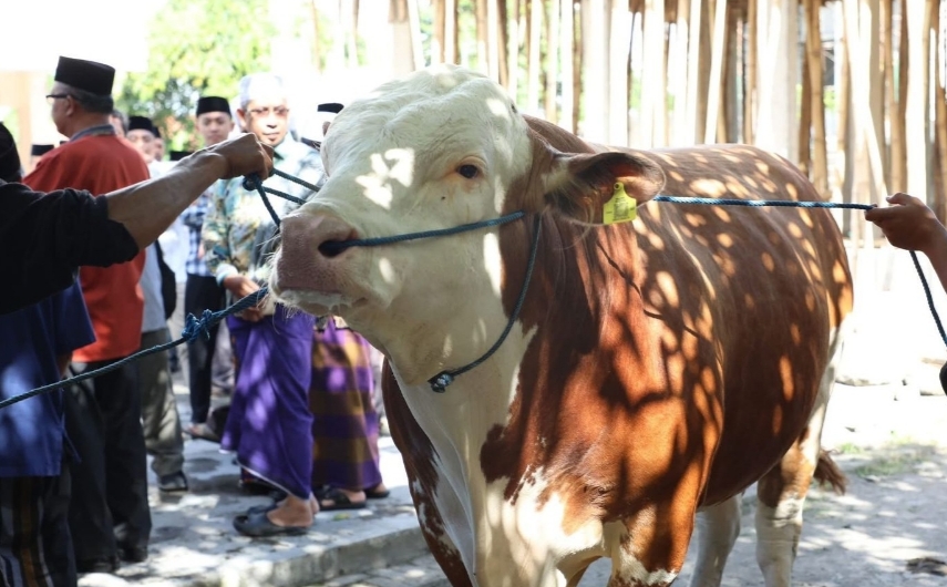 Hadiah Spesial dari Presiden, Warga NTB Dapat Sapi Kurban Jumbo Berat 1 Ton