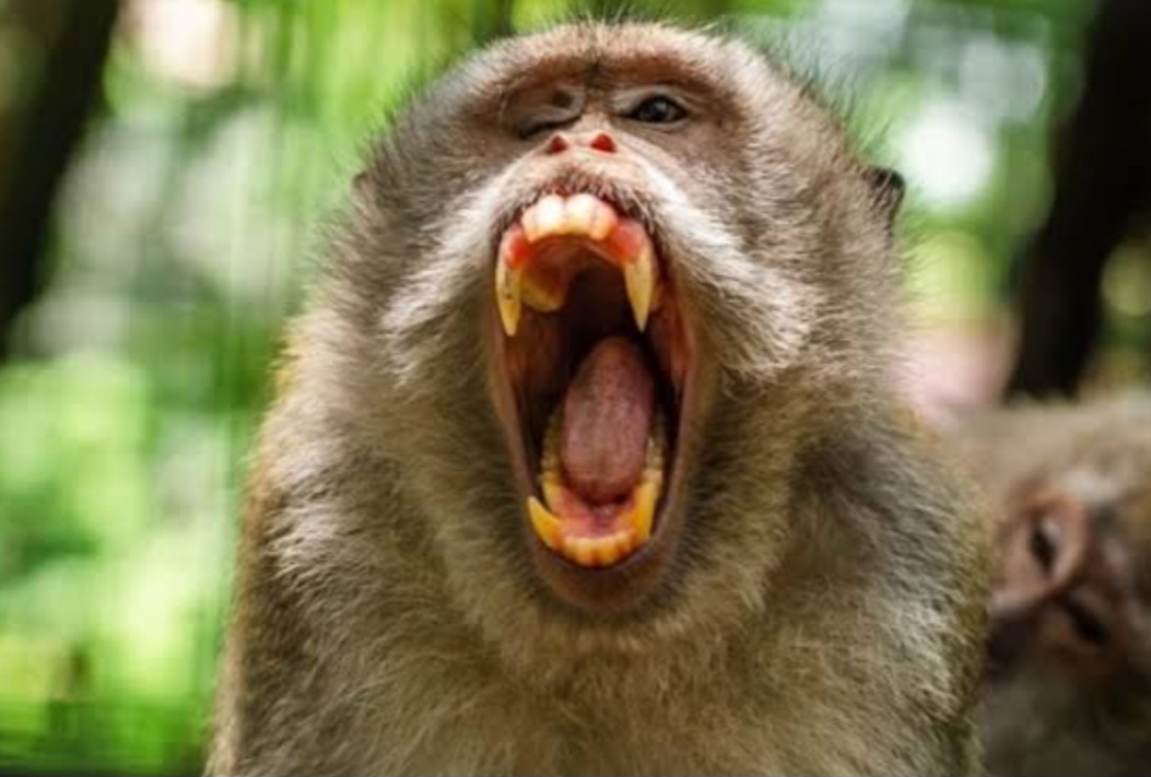 Bocah 7 Tahun Diserang Monyet Liar di Lombok Barat, Luka Serius di Punggung