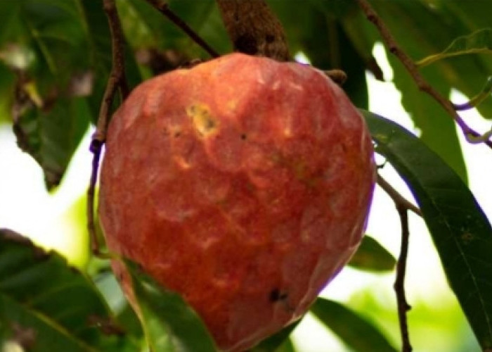 Unik! Di Sumbawa Tumbuh Buah Nona, Kembaran Srikaya yang Kaya Manfaat