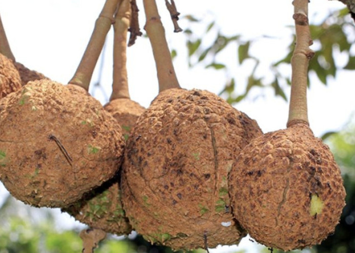 Durian Gundul Asal Lombok, Mampu Hasilkan Buah hingga 400 Kg Tiap Pohonnya 