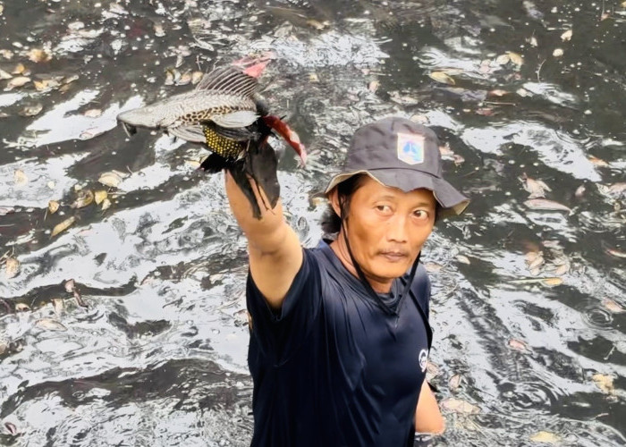 Ledakan Populasi Meresahkan, Ahli Sarankan 3 Cara Atasi Ikan Sapu-Sapu di Sungai Jakarta