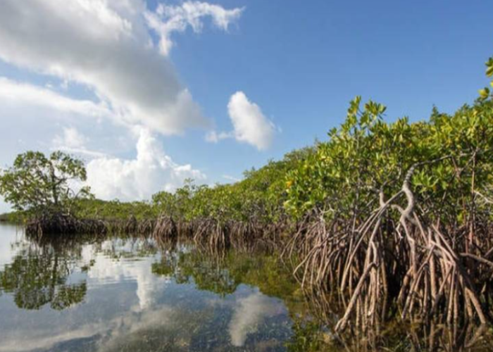 1.000 Pohon Mangrove Ditanam di Lombok, Jaga Keseimbangan Ekosistem Laut