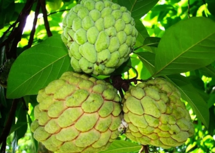 Mengenal Srikaya Garoso, Buah Eksotis Asal Bima Sekali Panen Bisa 30 Kg Tiap Pohon