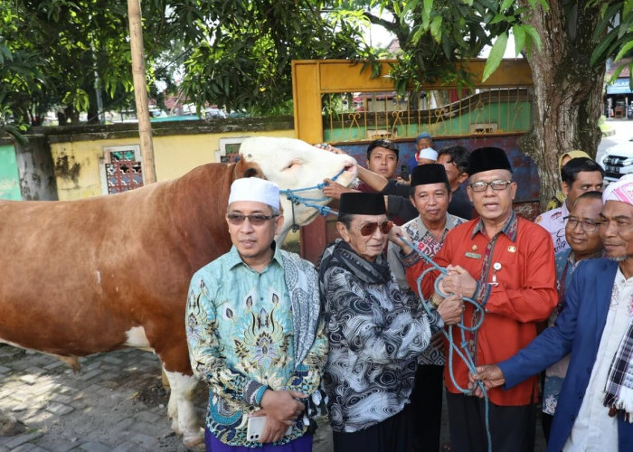 Jelang Idul Adha, Pemkab Lombok Tengah Terima 2 Sapi dari Presiden Prabowo! Berat Lebih dari 1 Ton