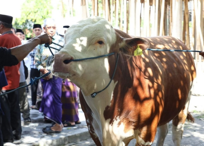 Hadiah Spesial dari Presiden, Warga NTB Dapat Sapi Kurban Jumbo Berat 1 Ton