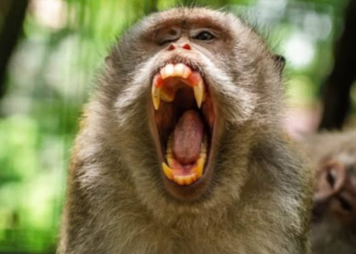 Bocah 7 Tahun Diserang Monyet Liar di Lombok Barat, Luka Serius di Punggung