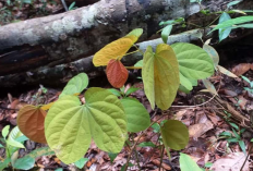 Peneliti IPB University Temukan Potensi Kangkang Katup Asal Lingga sebagai Antidiabetes dan Antioksidan
