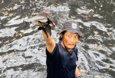Ledakan Populasi Meresahkan, Ahli Sarankan 3 Cara Atasi Ikan Sapu-Sapu di Sungai Jakarta