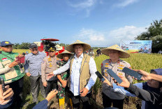 BULOG Optimalkan Serapan Gabah di NTB Menuju Target 4 Juta Ton Setara Beras Tahun 2026