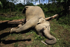 Pakar Genetika Ekologi: Perdagangan Ilegal Satwa Liar Picu Risiko Pandemi Baru