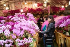 Sambut Tahun Kuda, Rayakan Imlek 2026 dengan Berlibur di Hong Kong   